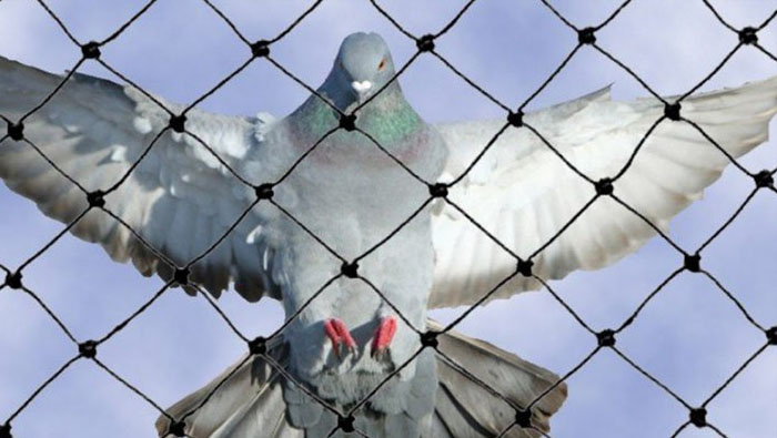 Anti Bird Nets In Kothapet